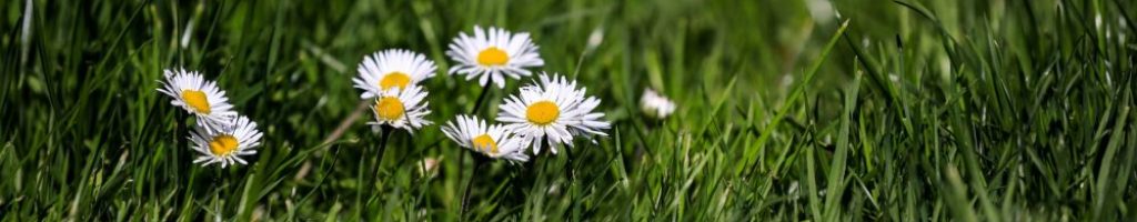 Flores blancas sobre la hierba